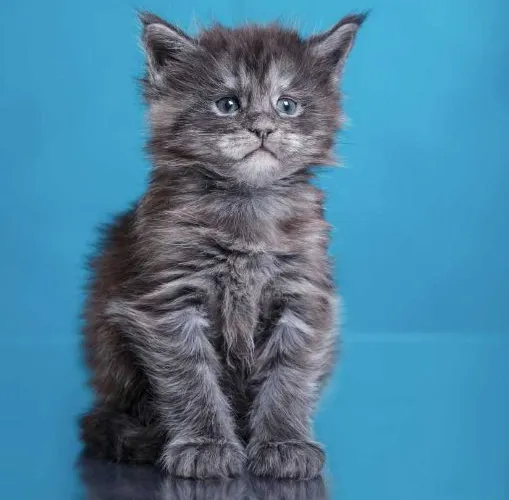Buy Maine Coon puppy in India