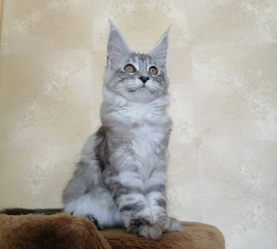 Maine Coon  kittens  for sale in India
