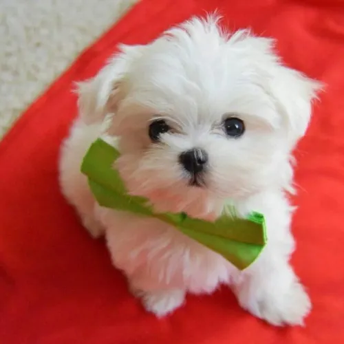 Maltese   Puppies   for sale in India