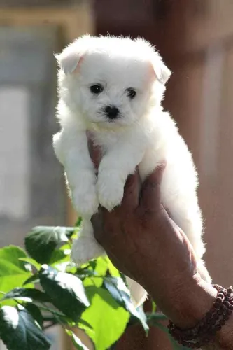 Maltese  puppies  for sale in India