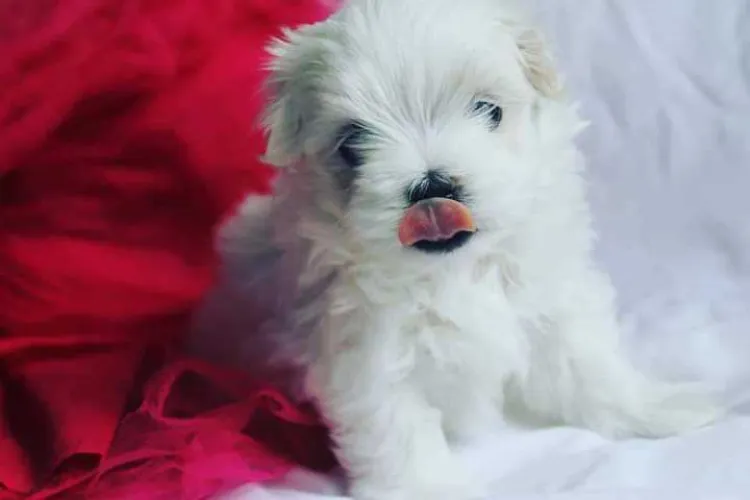 Maltese   Puppies   for sale in India