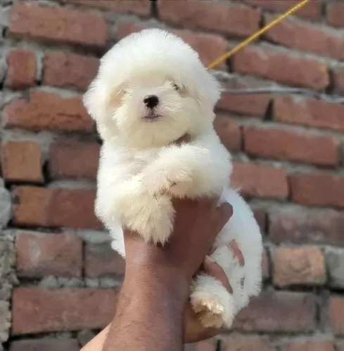 Maltese  puppies  for sale in India