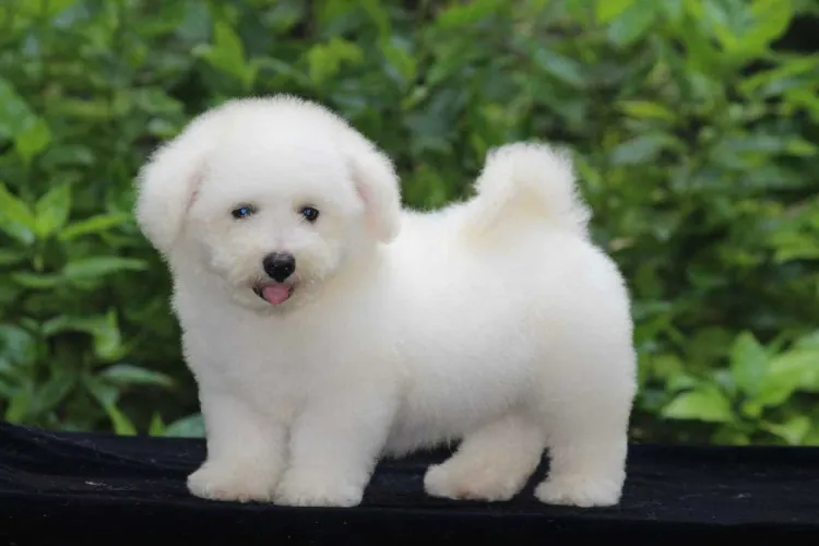 Maltipoo  puppies  for sale in India