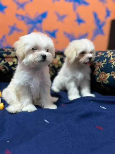 Maltipoo   Puppies   for sale in India