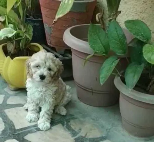 Maltipoo  puppies  for sale in India