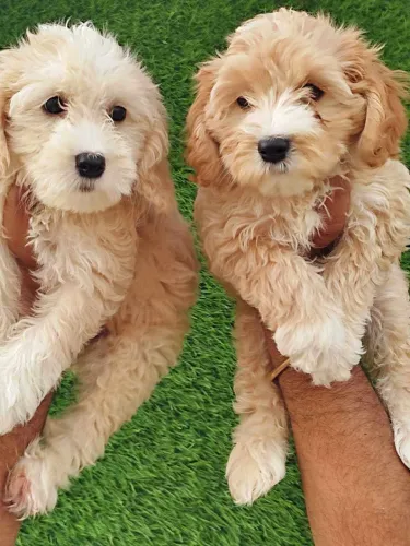Maltipoo   Puppies   for sale in India