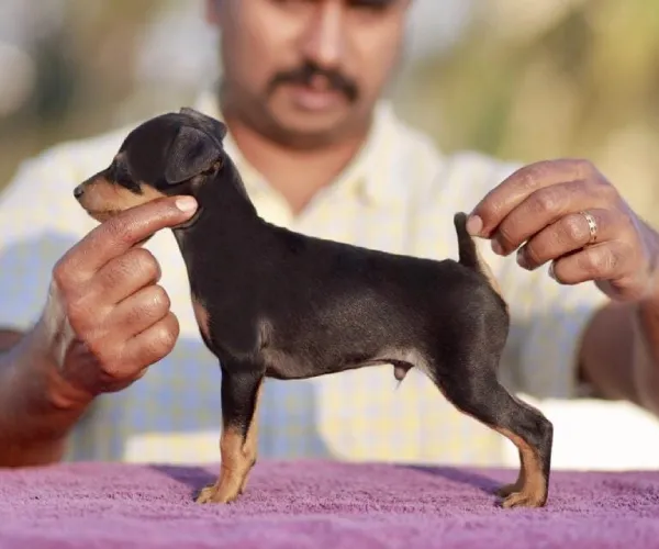 Miniature Pinscher  puppies  for sale in India