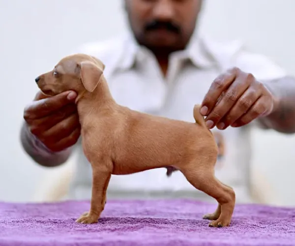 Miniature Pinscher   Puppies   for sale in India