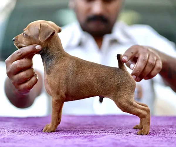 Miniature Pinscher   Puppies   for sale in India