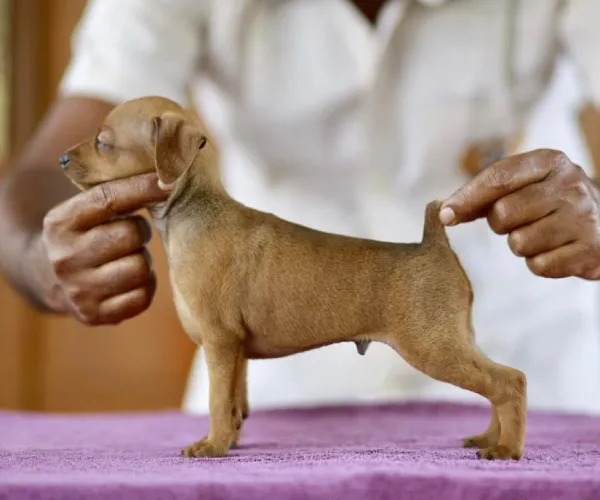 Miniature Pinscher  puppies  for sale in India