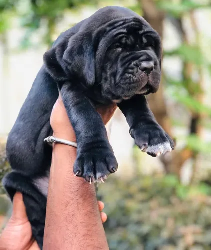 Neapolitan Mastiff   Puppies   for sale in India