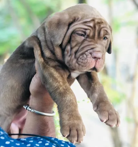 Neapolitan Mastiff   Puppies   for sale in India