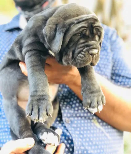 Neapolitan Mastiff  puppies  for sale in India