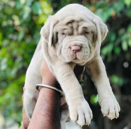 Neapolitan Mastiff  puppies  for sale in India