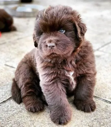 Newfoundland   Puppies   for sale in India