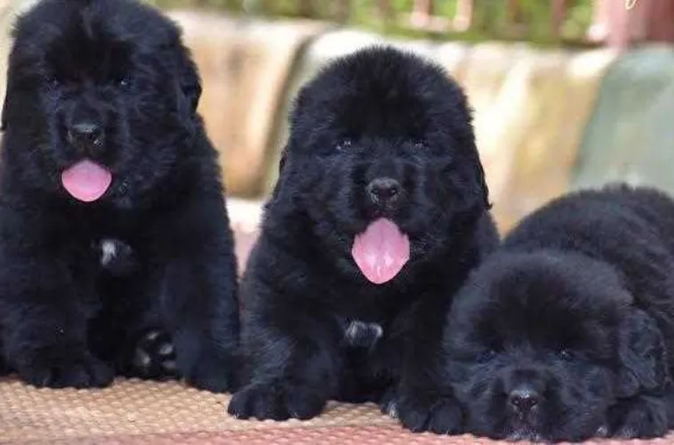 Newfoundland  puppies  for sale in India