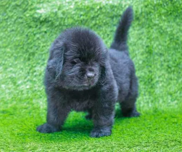 Newfoundland  puppies  for sale in India