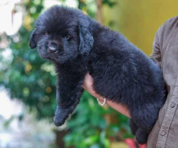 Newfoundland   Puppies   for sale in India