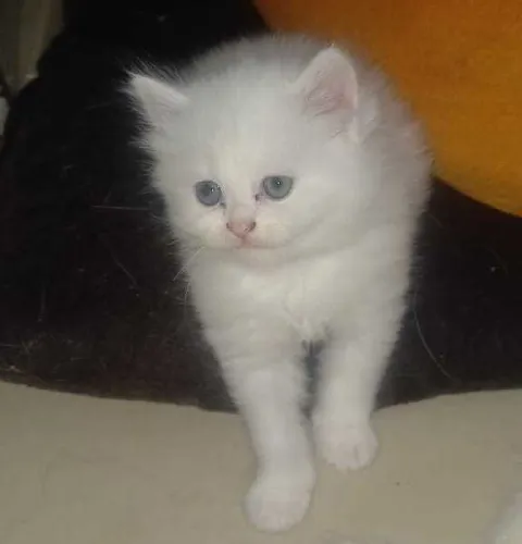 Buy Persian puppy in India