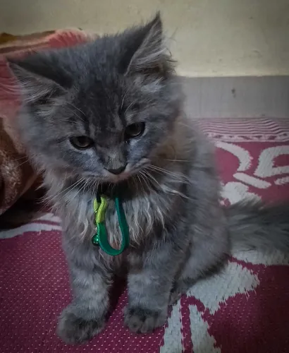 Persian  kittens  for sale in India