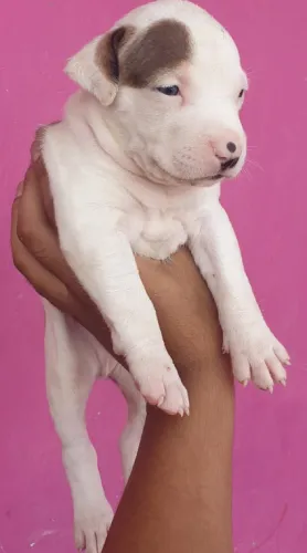 Pitbull   Puppies   for sale in India