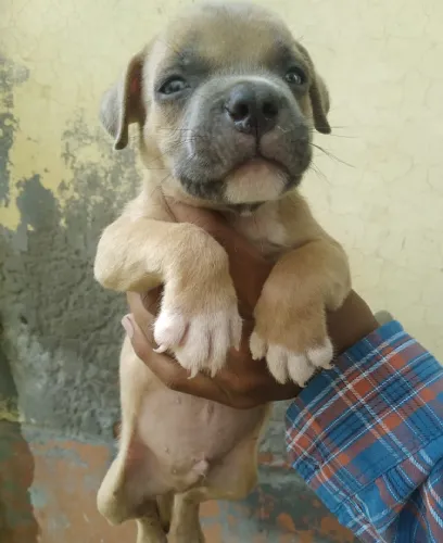Pitbull  puppies  for sale in India