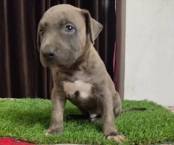 Pitbull  puppies  for sale in India