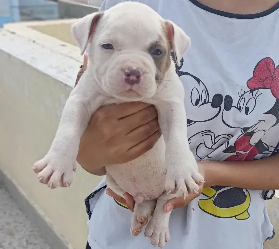 Pitbull   Puppies   for sale in India