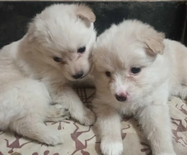 Pomeranian  puppies  for sale in India