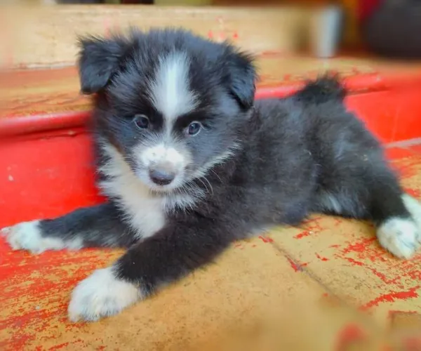 Pomeranian   Puppies   for sale in India