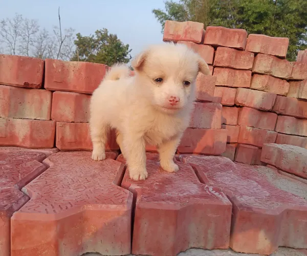 Pomeranian  puppies  for sale in India