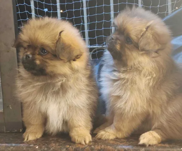 Pomeranian   Puppies   for sale in India