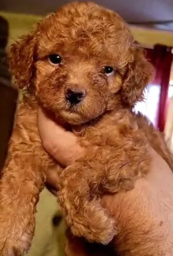 Poodle   Puppies   for sale in India