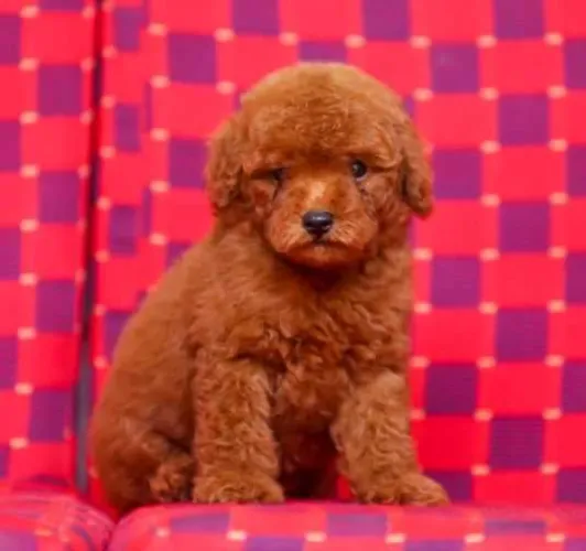 Poodle  puppies  for sale in India