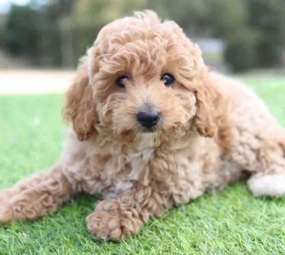 Poodle   Puppies   for sale in India