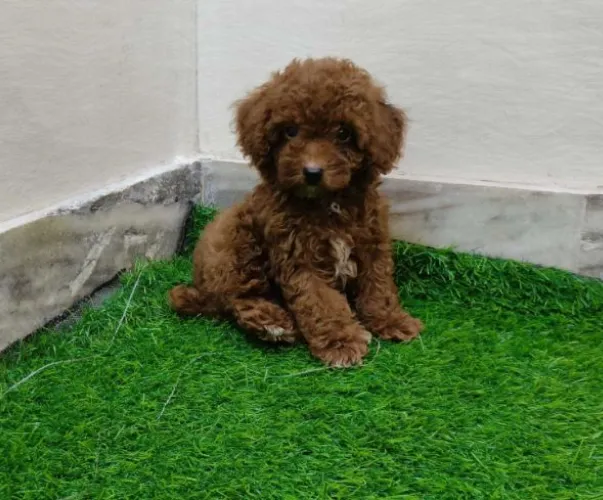 Poodle  puppies  for sale in India