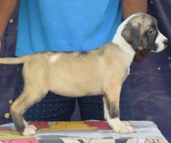 Presa Canario   Puppies   for sale in India