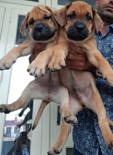 Presa Canario   Puppies   for sale in India