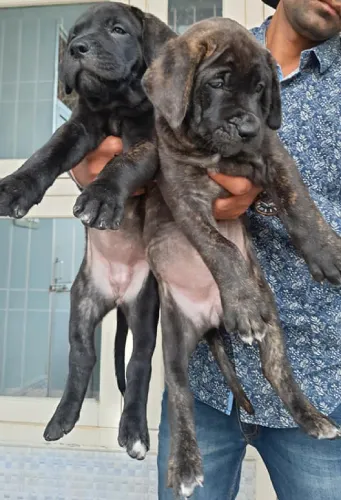 Presa Canario  puppies  for sale in India