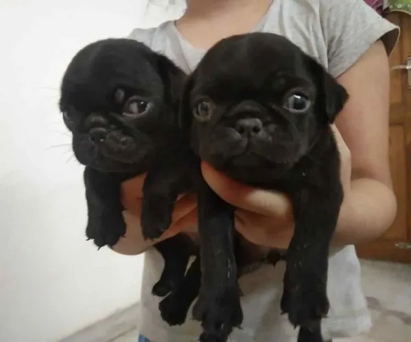 Pug   Puppies   for sale in India