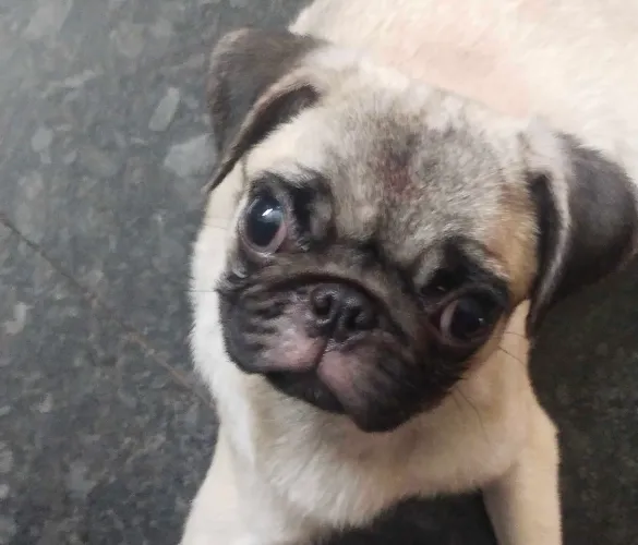 Pug  puppies  for sale in India