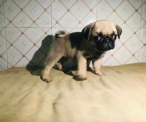 Pug   Puppies   for sale in India