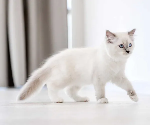Ragdoll  kittens  for sale in India