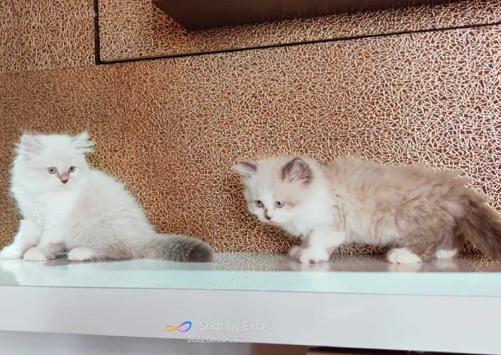 Ragdoll  kittens  for sale in India