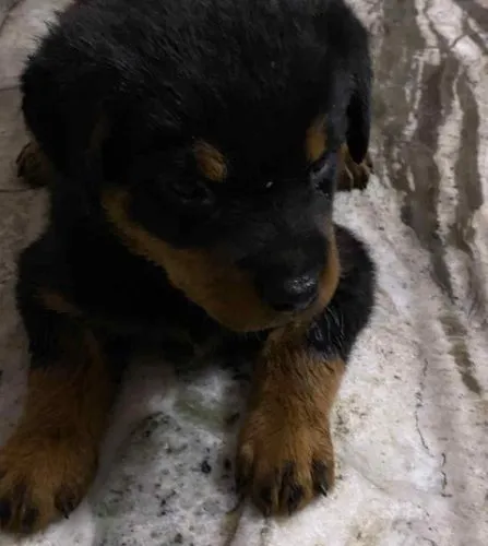 Rottweiler   Puppies   for sale in India