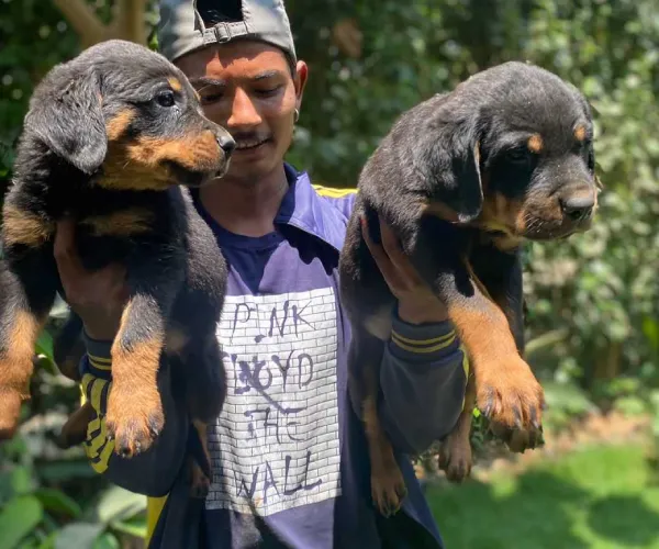 Rottweiler   Puppies   for sale in India