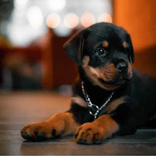 Rottweiler  puppies  for sale in India