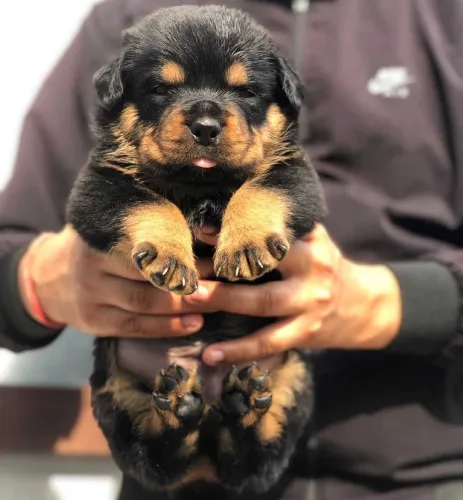 Rottweiler  puppies  for sale in India