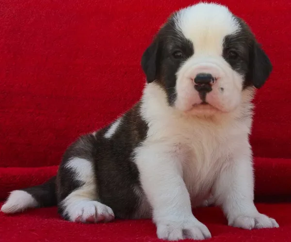 Saint Bernard  puppies  for sale in India