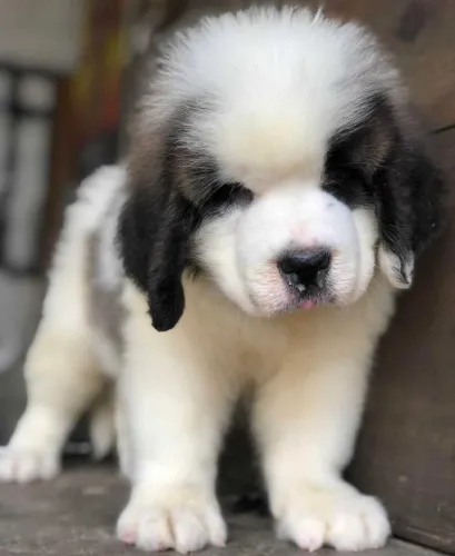 Saint Bernard  puppies  for sale in India